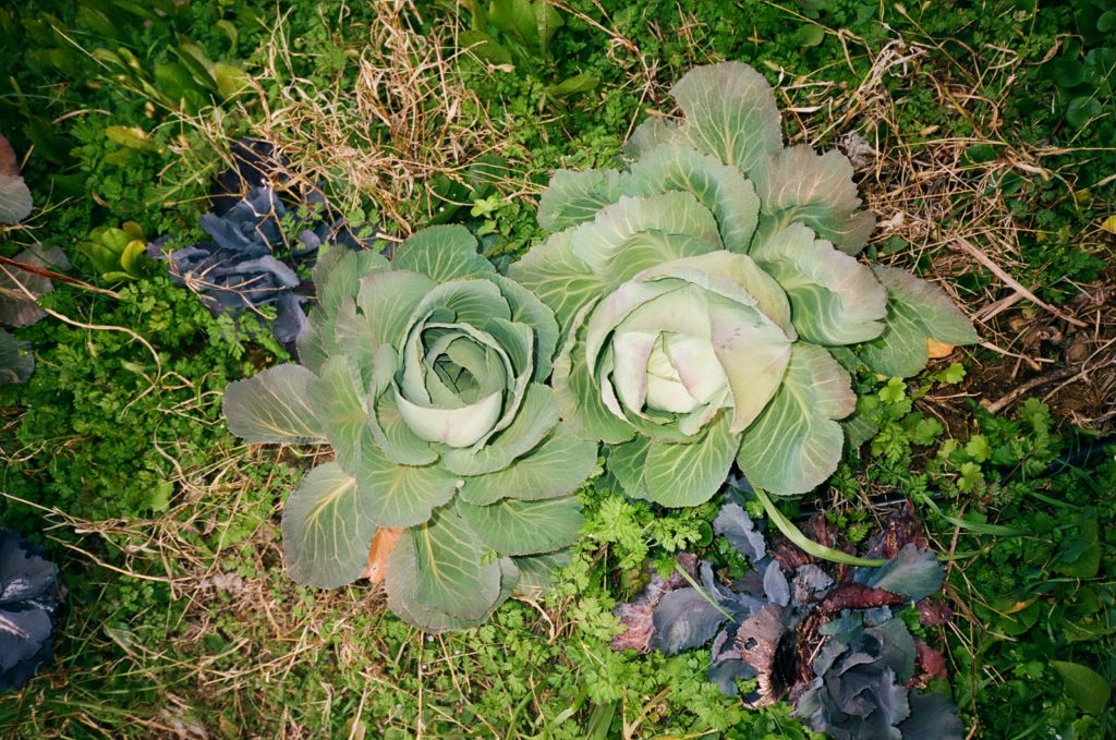 Cabbages in Bahaa's garden, Lebanon. Shot with a Yashica T5 on Kodak Portra 400, 35mm © Thalia Bassim