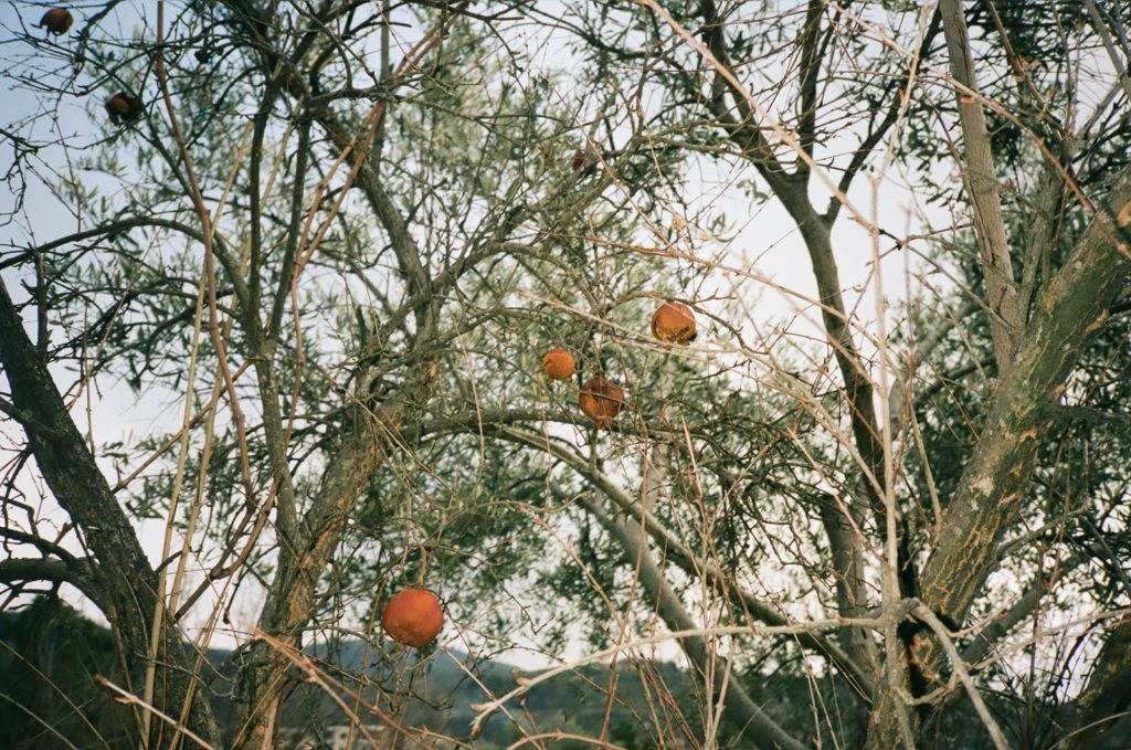 Persimmons in Bahaa's garden, Lebanon. Shot with a Yashica T5 on Kodak Portra 400, 35mm © Thalia Bassim