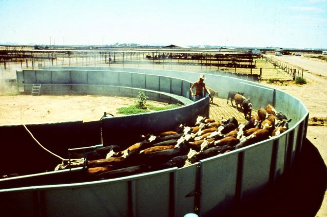 temple grandin slaughterhouse design