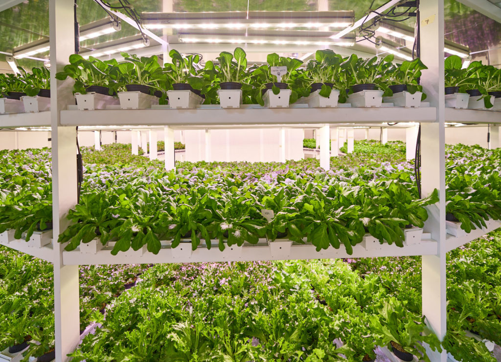 Vertical farm prototype. Growing vegetables.  Image courtesy &ever 