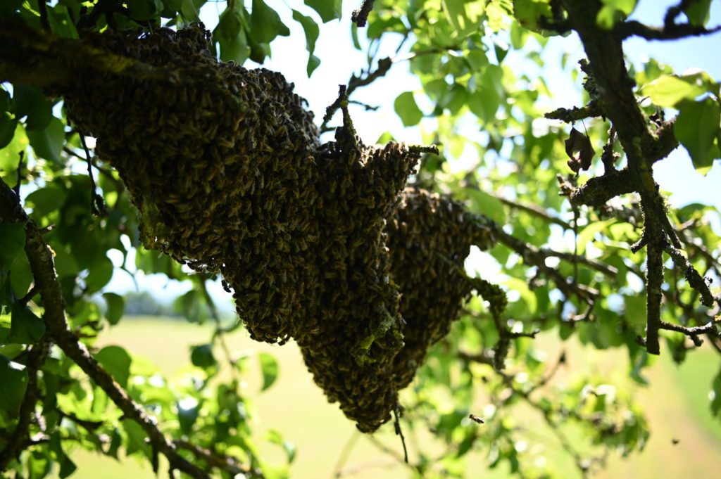 Learning from bees in Klagenfurt, Austria, 2020. Photo © Philipp Kolmann