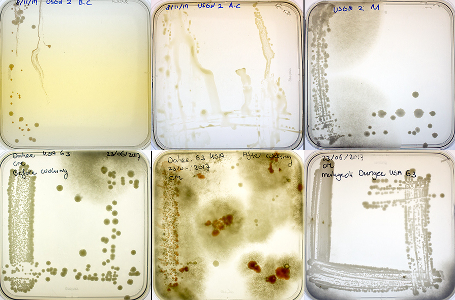 The hand yeasts of 12 participants were cultured, purified, identified, and compared between the households, the generations and times of sampling.