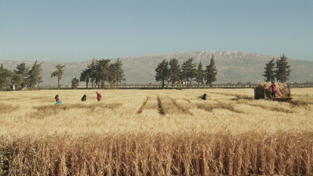 "ICARDA harvest", film still, Jumana Manna, Wild Relatives, 2018