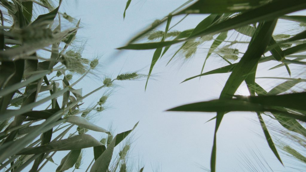 "Wheat", film still, Jumana Manna, Wild Relatives, 2018