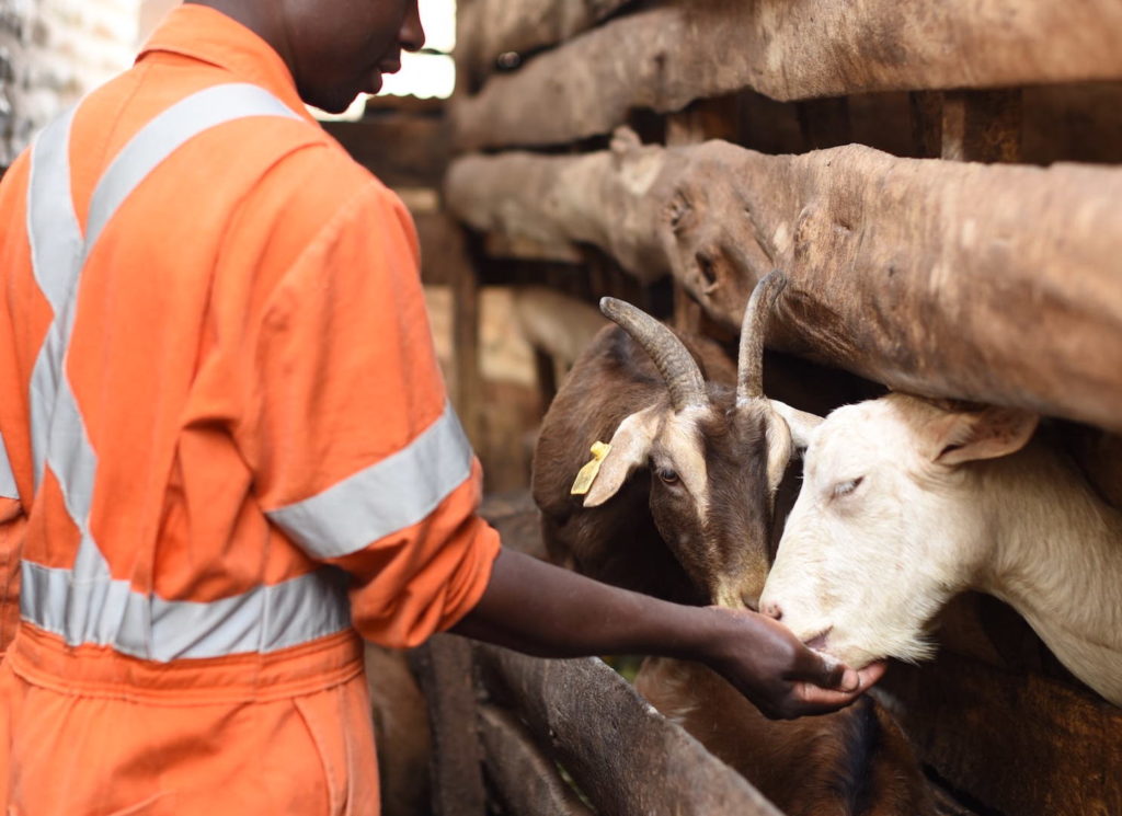 Kevin Oduny, a dairy goat farmer from Huruma town, Nairobi City is one of the Mazingira Institute's trainees. He calls himself  "farmer number one" among his group of young farmers at  Huruma Town Youth Group. They engage in a range of farming activities including vegetable gardens, rabbit rearing and also chicken farming. Kevin sells his goat milk at the farmgate for Kshs 200/litre ($ 2). Photo: Nathan Kiprono, CIP