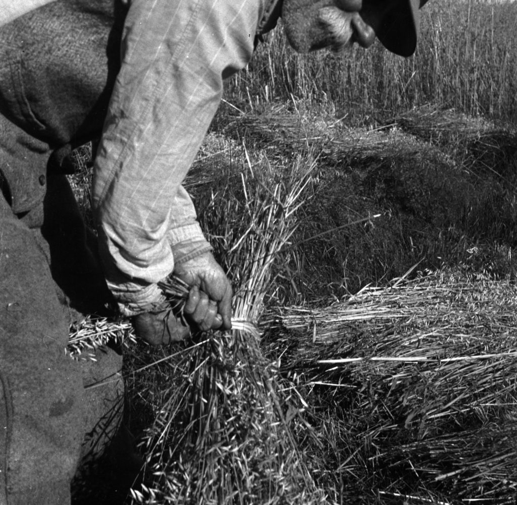 "Reaping oats", County Galway, undated. Photo: Domhnall Ó Cearbhaill, by Dúchas © National Folklore Collection UCD.