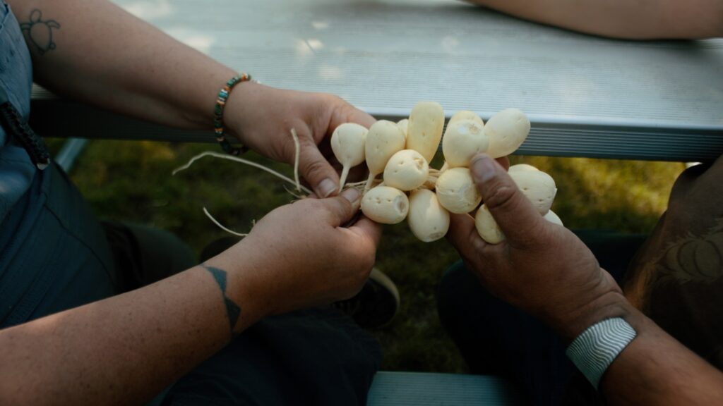 Hands braiding timpsila (Pediomelum esculentum) bulbs