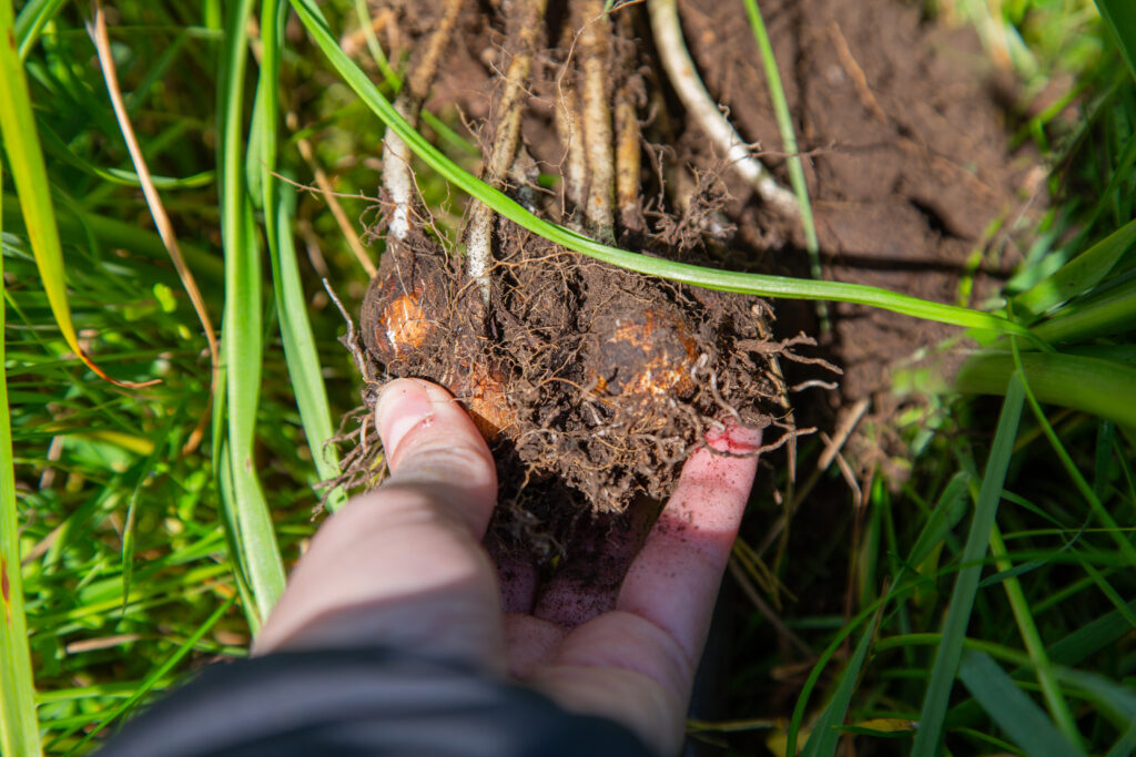 a hand holding camas plant bulbs