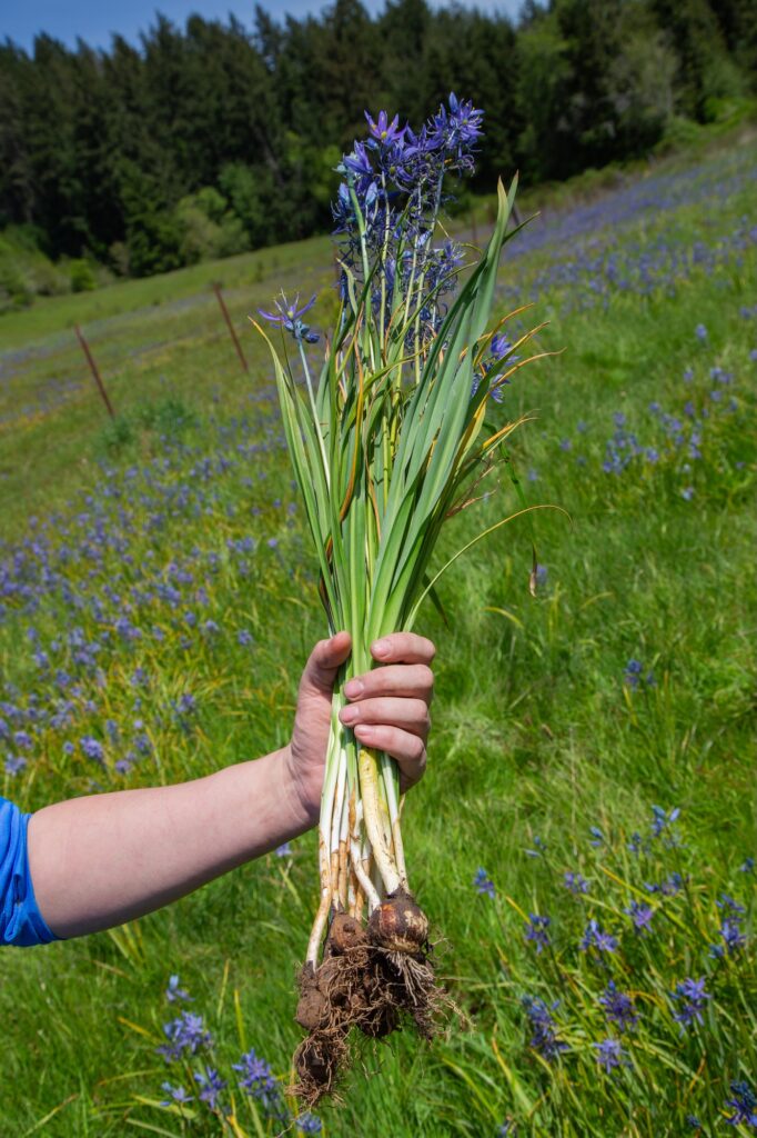 a hand holding a bunch of camas plants