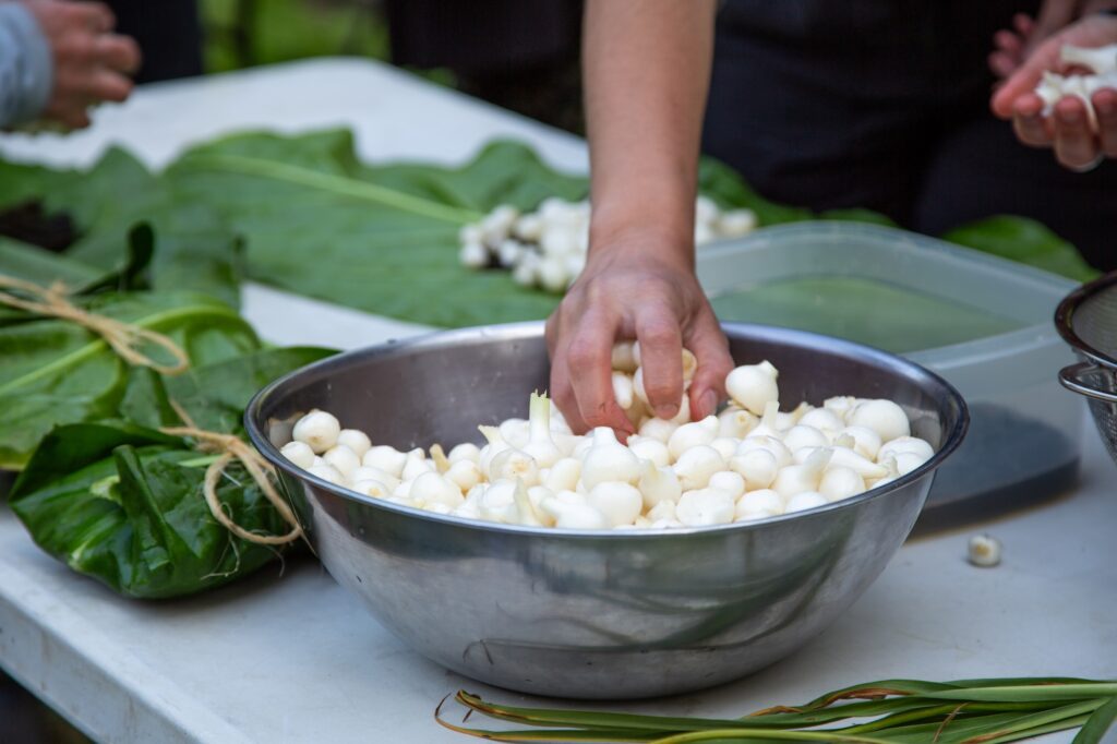 a hand reaching into a bowl of freshly peeled camas bulbs