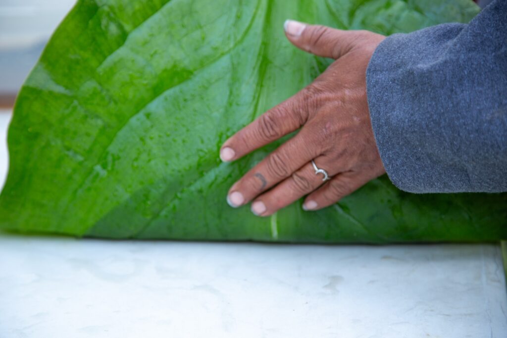 a hand folding a large leaf
