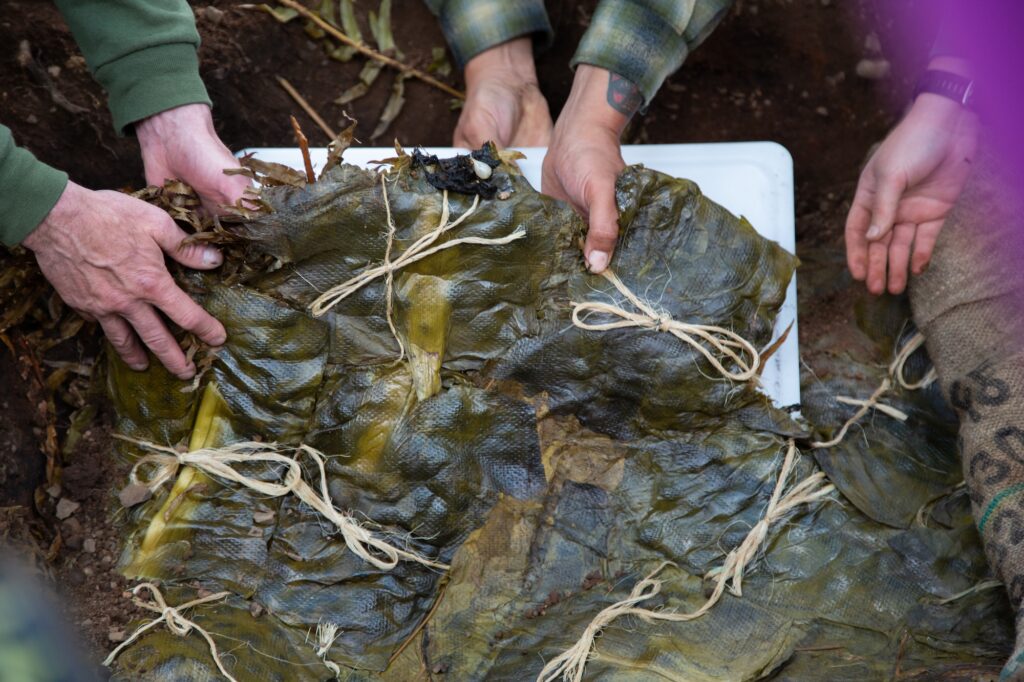 hands touching leaf-wrapped cooked parcels of camas bulbs