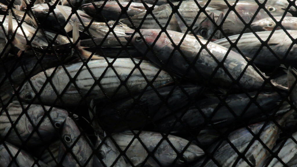 A purse seine fishing net containing skipjack tuna.