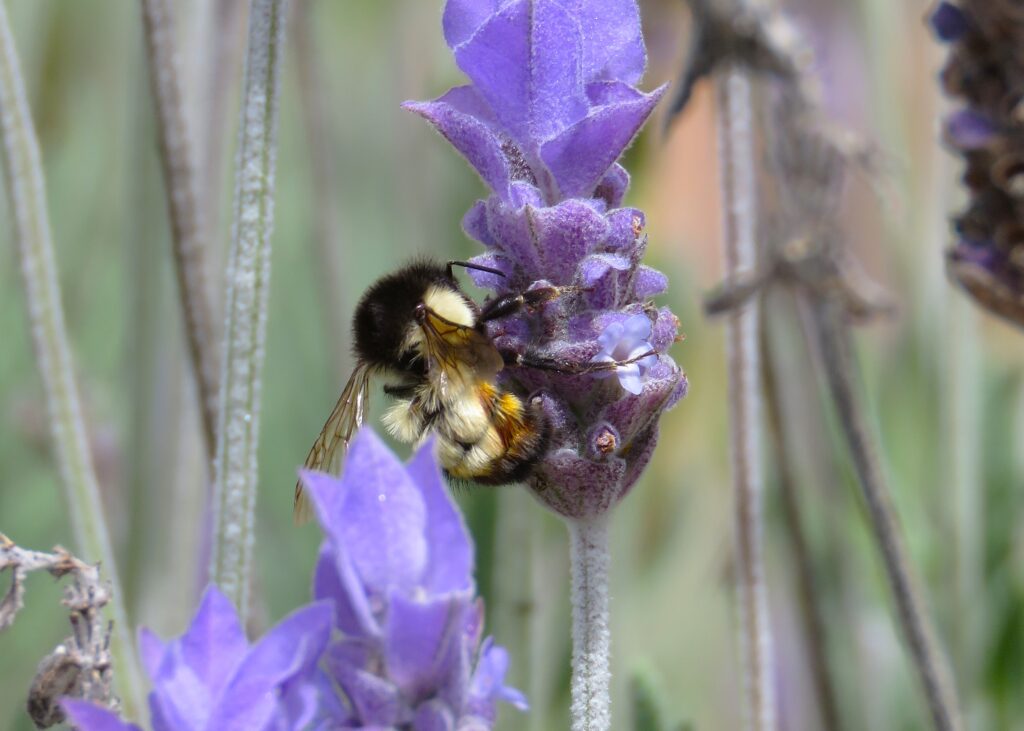bumble bee on a lavender flower