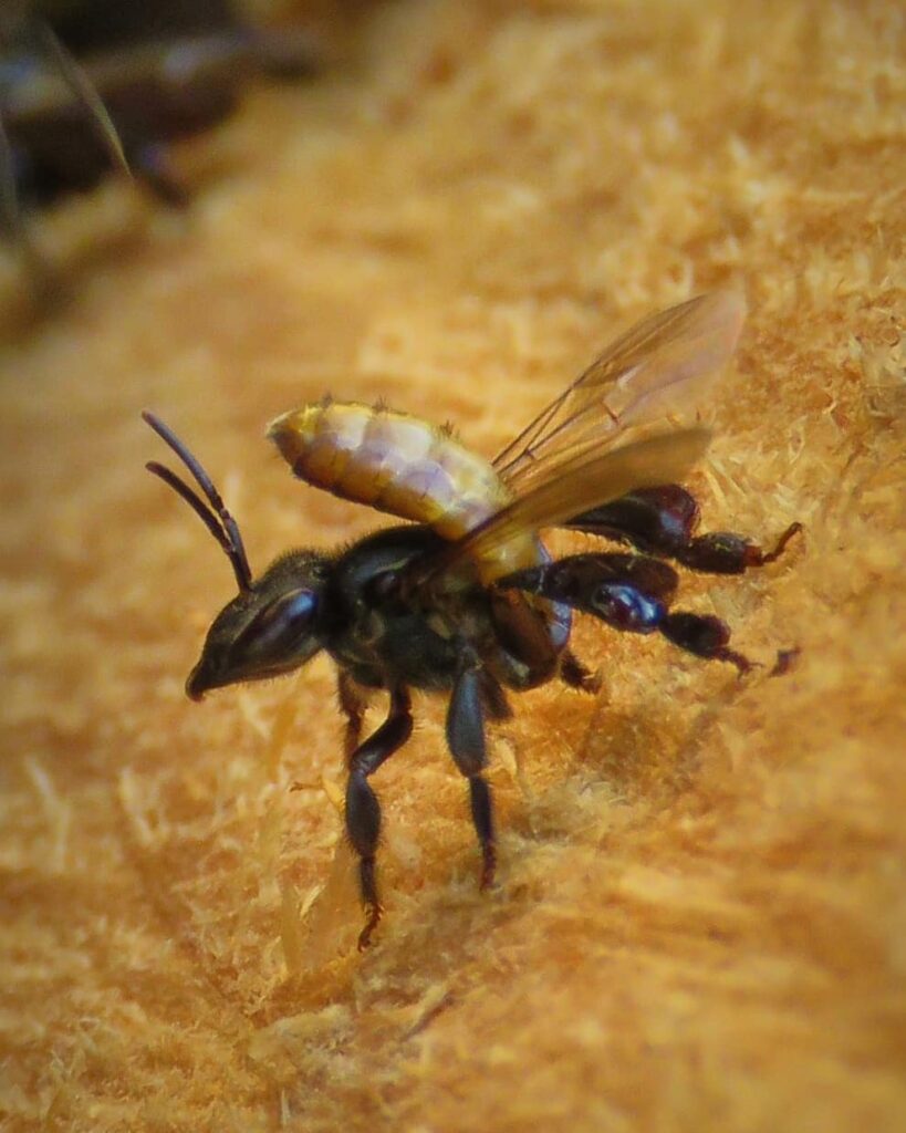A Cephalotrigona zexmeniae stingless bee