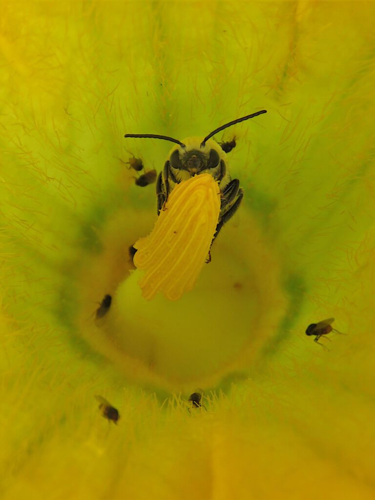 squash bee in a squash flower