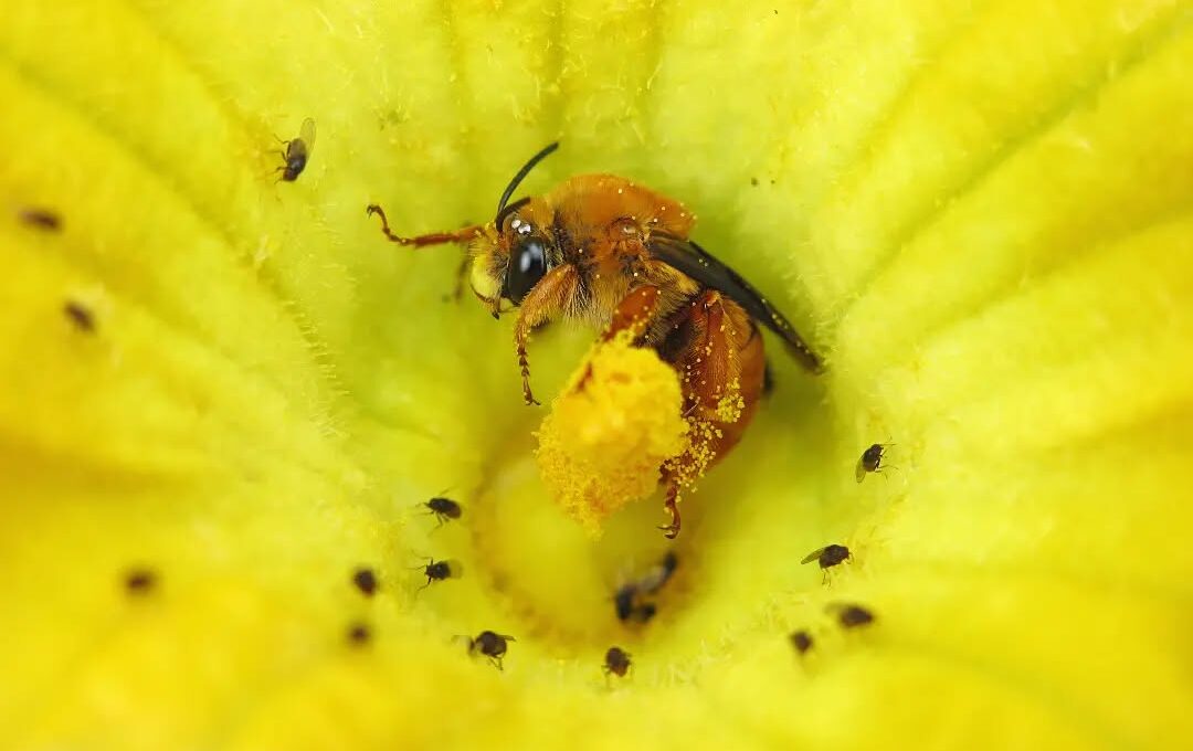 a squash bee sleeping in a squash flower