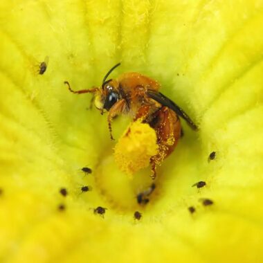 a squash bee sleeping in a squash flower