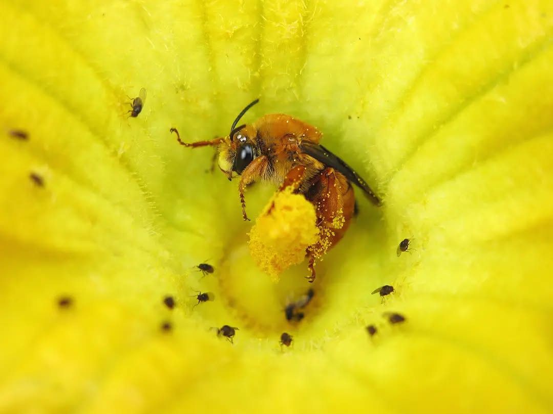 a squash bee sleeping in a squash flower