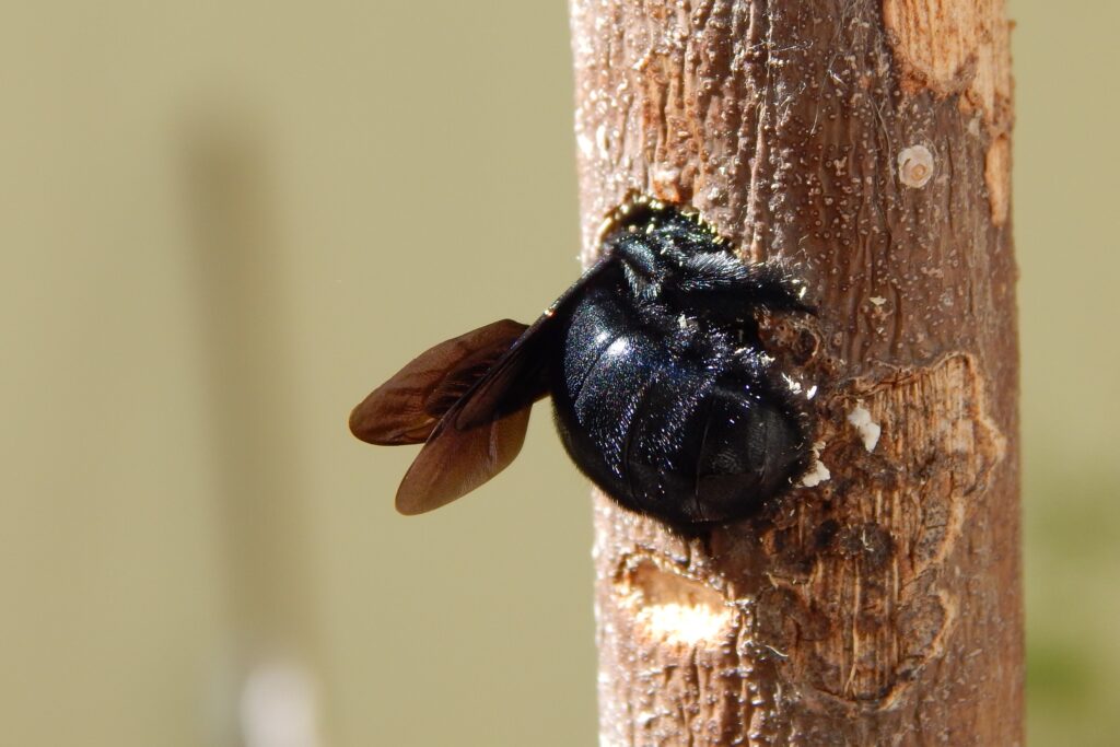 carpenter bee digging into a woody stem