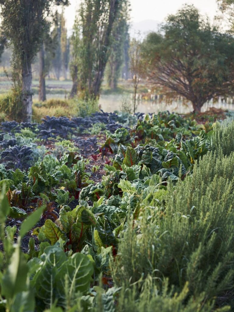 vegetables and herbs growing beside a waterway and trees