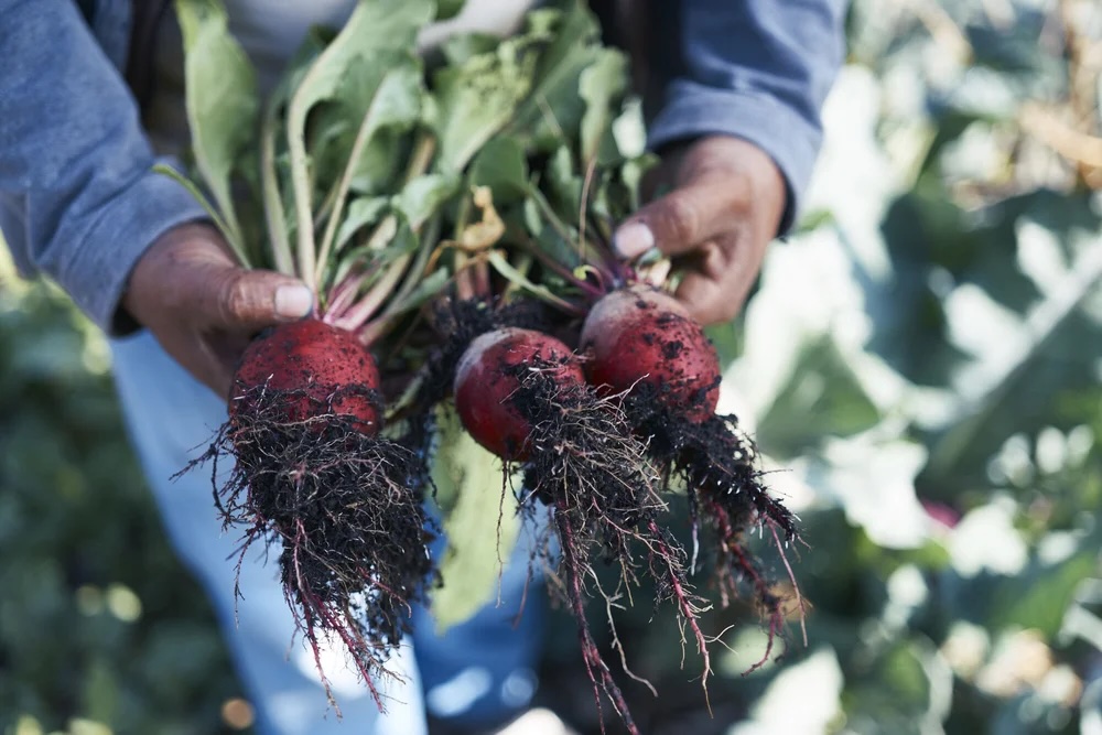 A pair of hands holding a bunch of freshly harvested beets