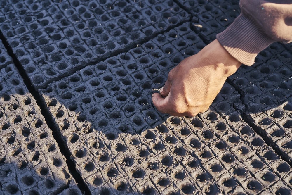 a hand planting individual seeds in holes in damp earth