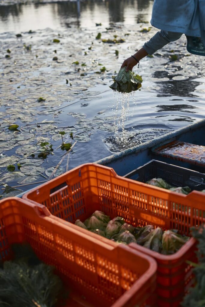 a hand of a person washing a head of lettuce in water containing water lilies, from the side of a boat