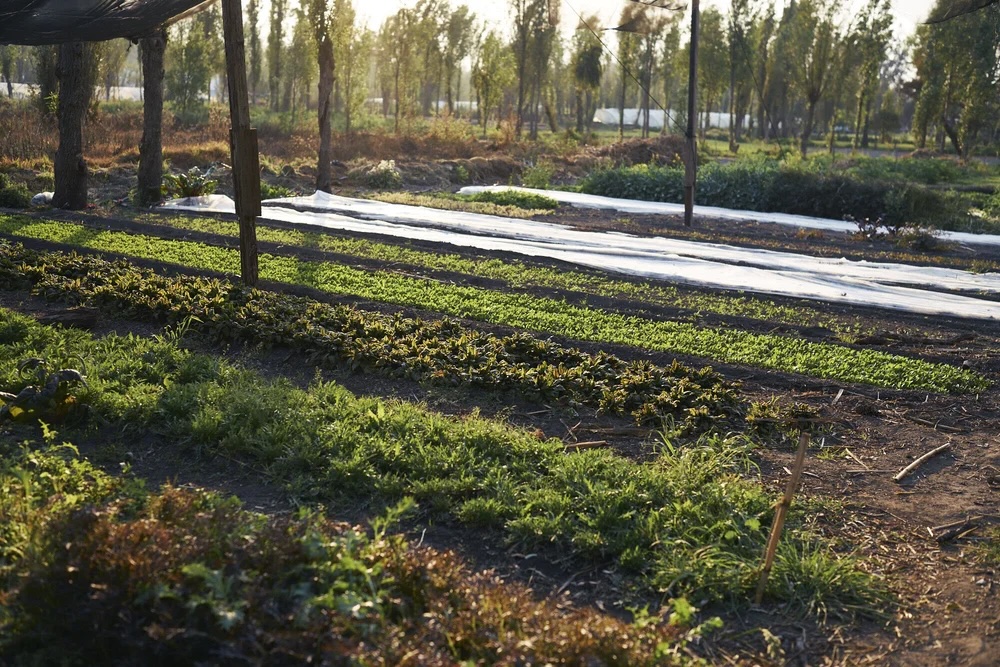 vegetables growing in strips in sunshine with trees in the background