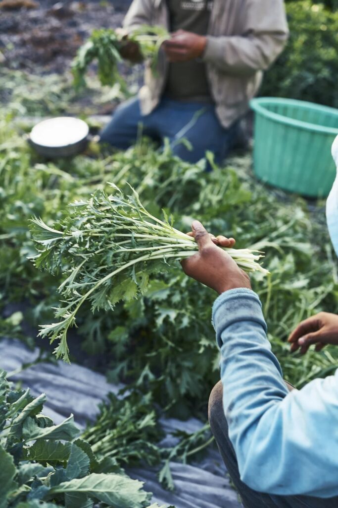 the hands of people harvesting leafy greens