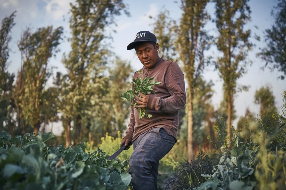 a man harvesting leafy greens