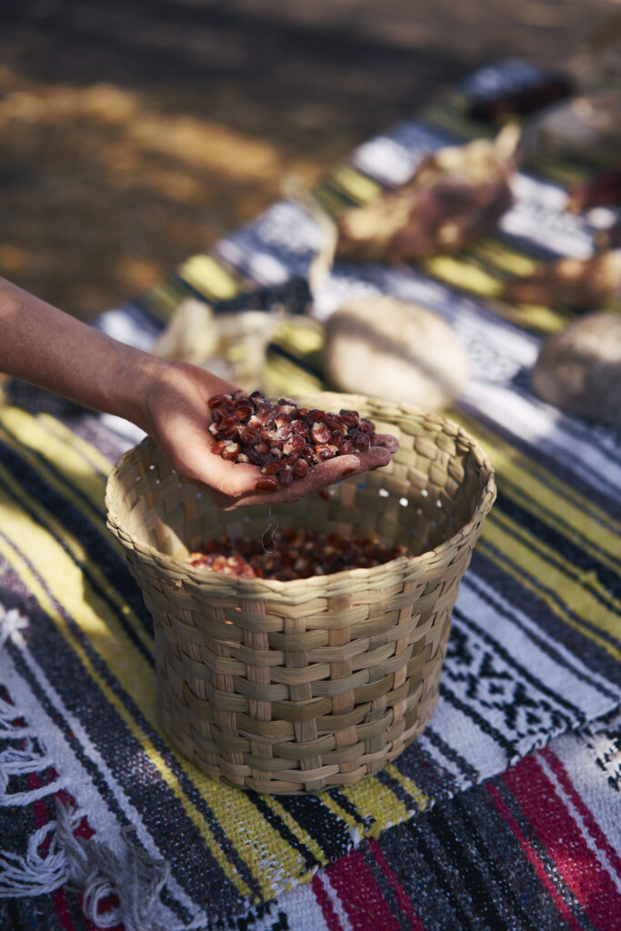a hand holding a handful of red native Mexican corn kernels above a basket filled with the same kernels