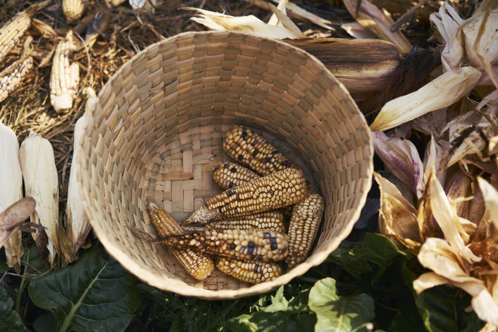 cobs of freshly harvested native Mexican corn in a basket
