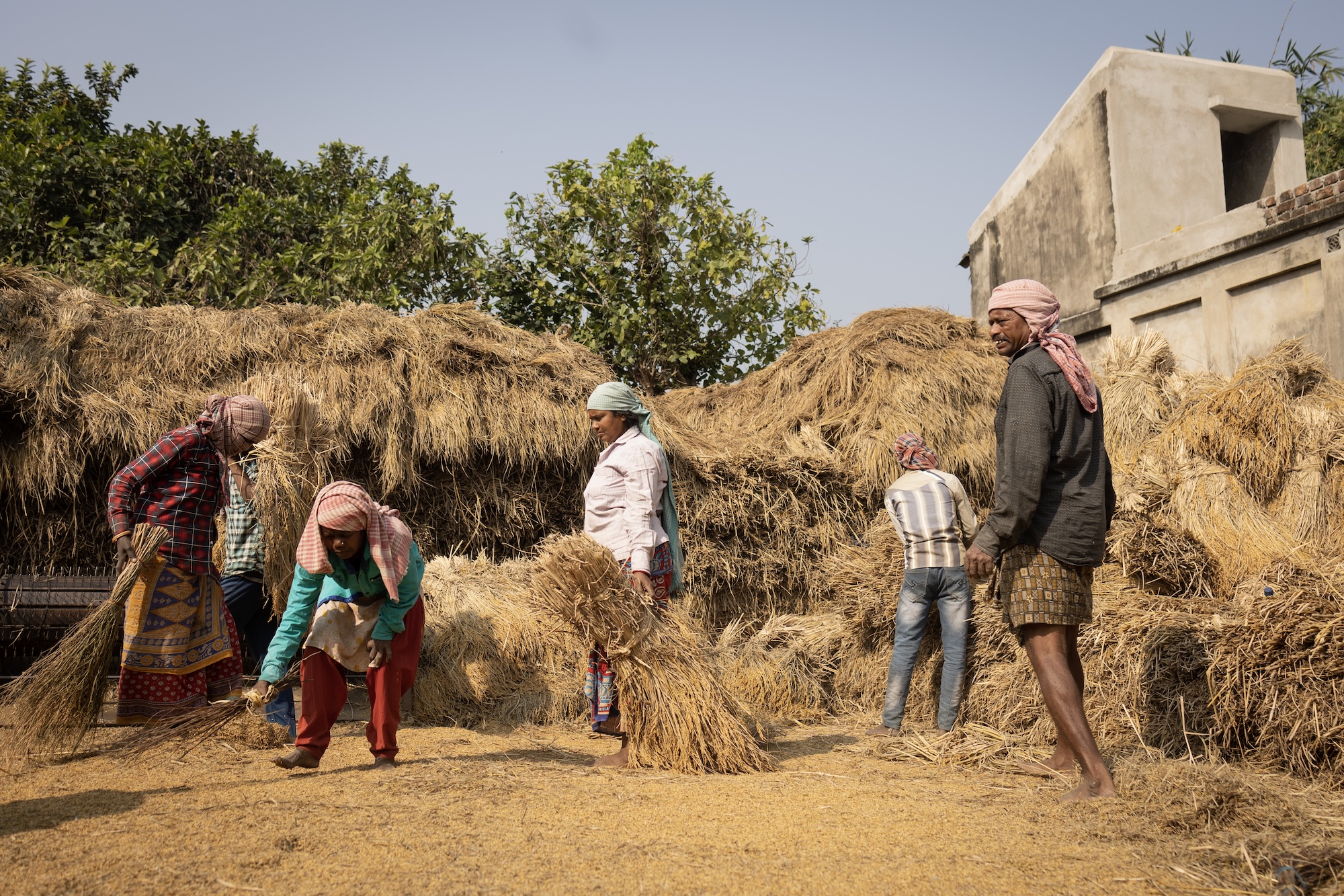 people harvesting rice at Basudha Farm in Odisha