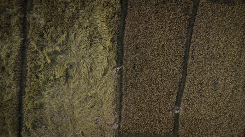 aerial view of rice fields Basudha farm