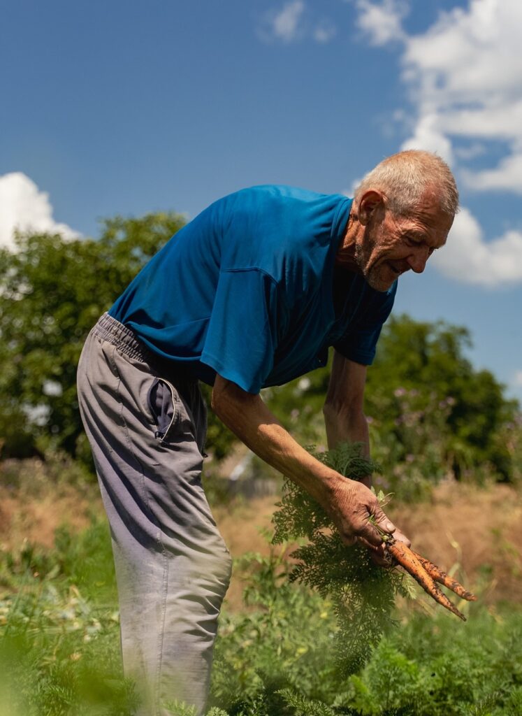 Portrait of a Ukrainian man harvesting carrots