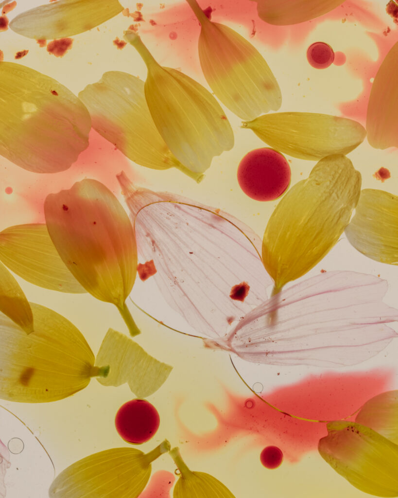 Photo © Guo Jie Khoo, Khoogj, courtesy Ivan Brehm & Nouri restaurant