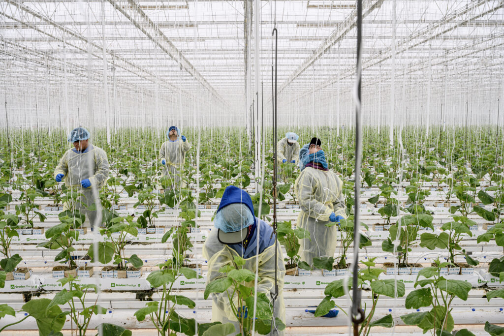 People tending food plants in a giant greenhouse