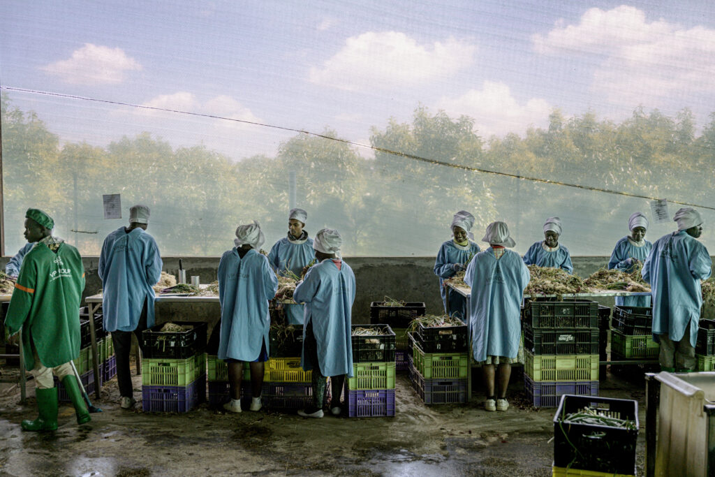 People packing vegetables on a farm in Kenya