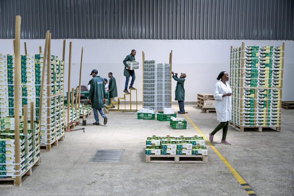 People in a Kenyan warehouse stacking crates of avocados