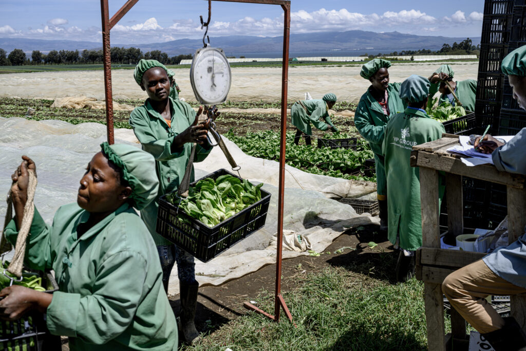 Women packing vegetables in a field in kenya