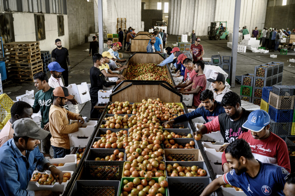 People on a production line sorting and packing tomatoes in Saudi Arabia