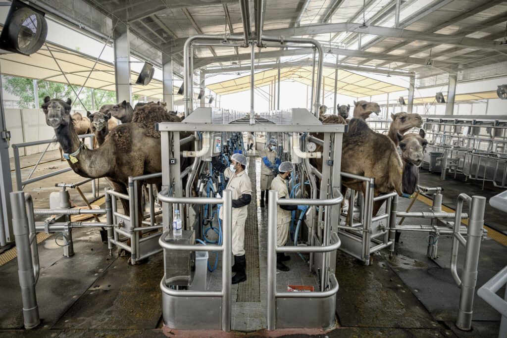 Men milking camels in an automated milk parlour in UAE