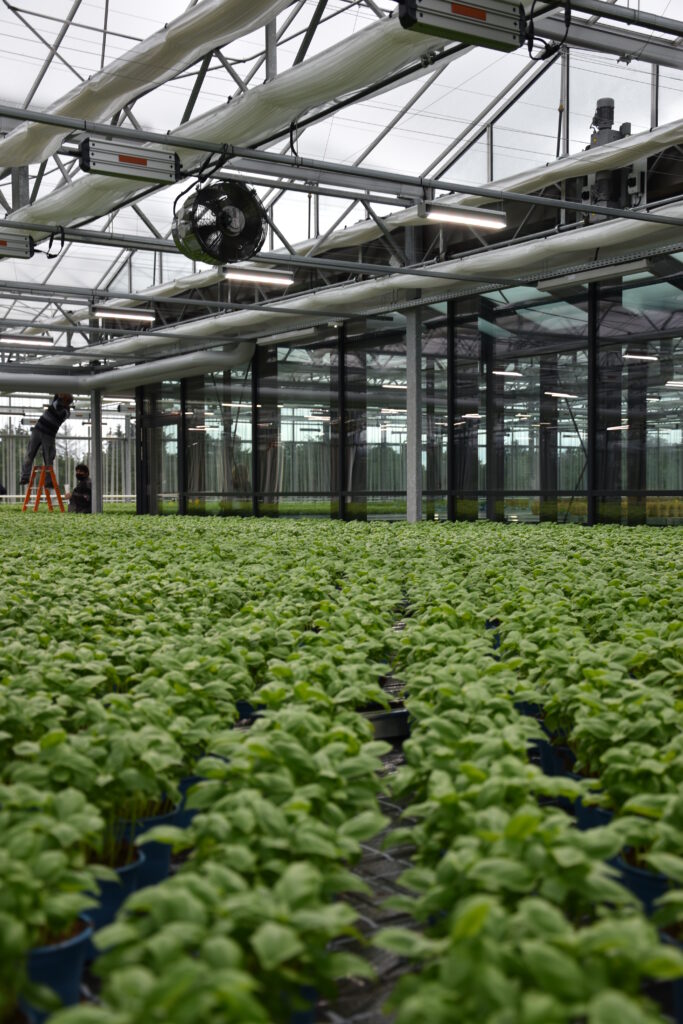 Basil plants growing in the rooftop farm of a Rewe green farming supermarket in Wiesbaden