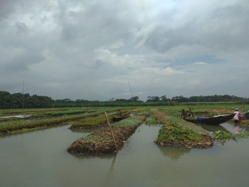 Farmers working on floating cultivation beds in Pirojpur, Bangladesh
