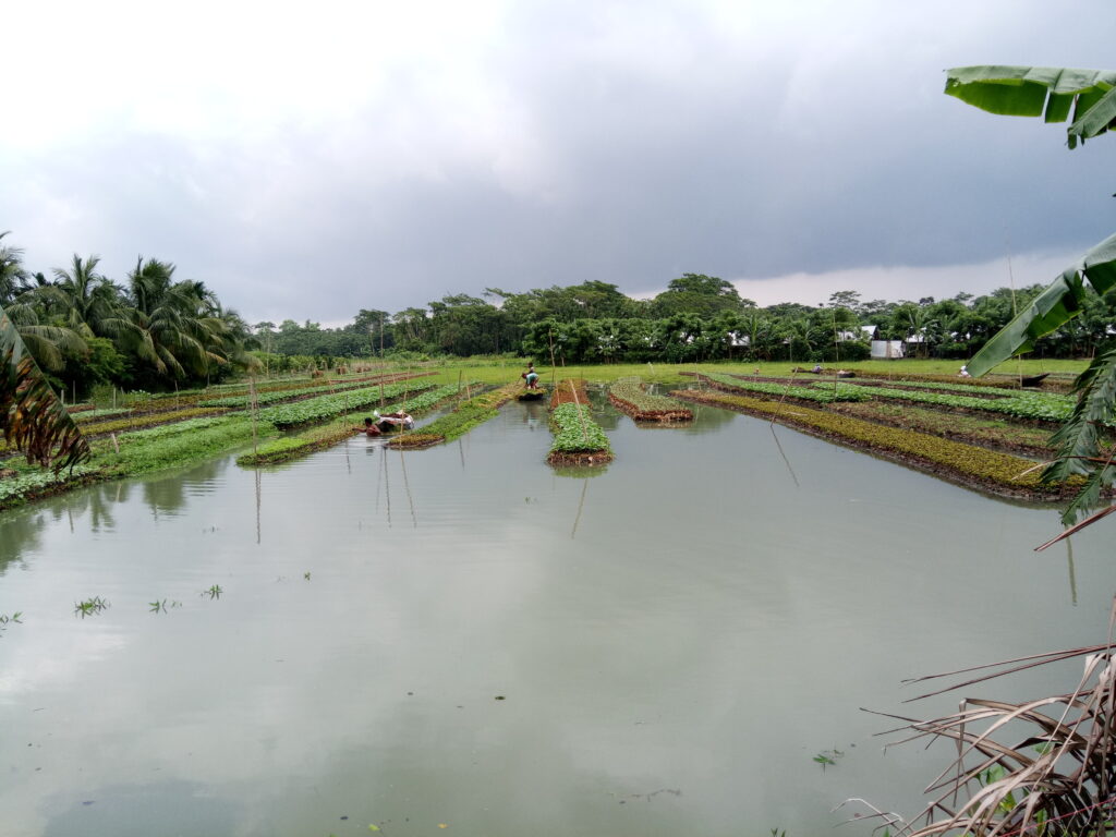 Farmers working on floating cultivation beds in Barishal, Bangladesh