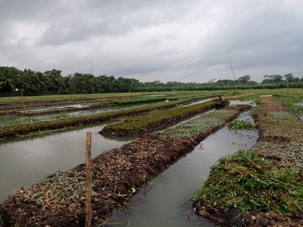 View of floating farming in Pirojpur, Bangladesh
