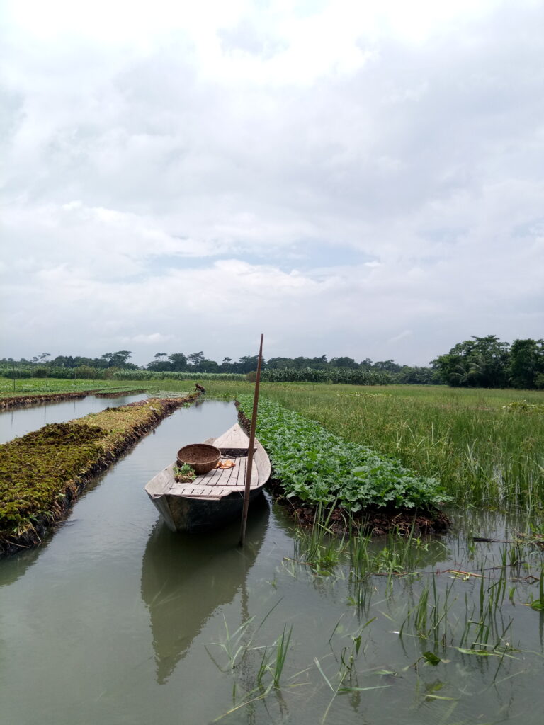 Floating farming in Pirojpur, Bangladesh