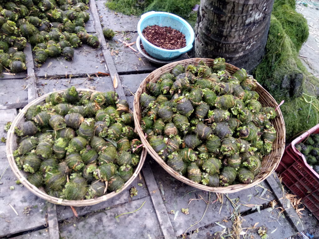 Small seedling balls made from locally available aquatic weeds, prepared for seed germination before being placed on floating beds. Barishal, Bangladesh.